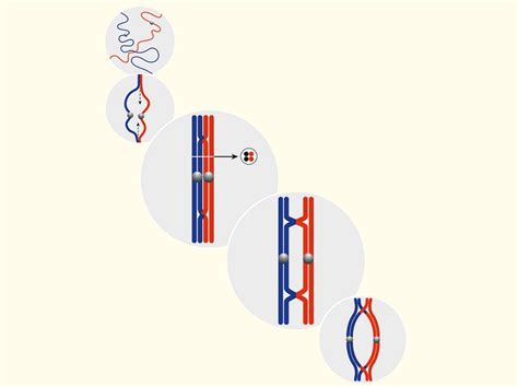 Prophase I - Definition, Stages and Quiz | Biology Dictionary