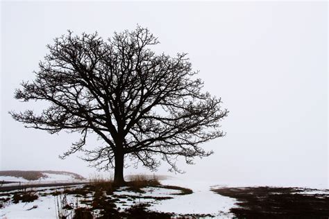 Bildet japan tre naturlandskap natur vann himmel atmosfærisk