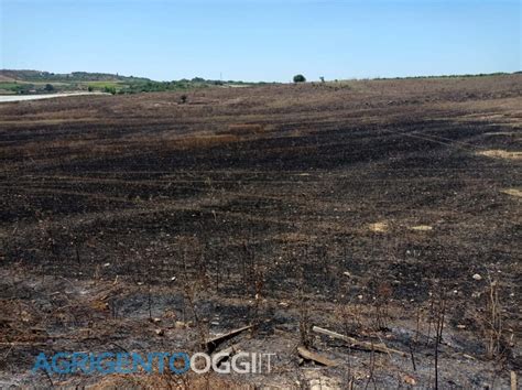 Incendio Doloso Distrugge Trenta Ettari Di Terreno Coltivato A Grano