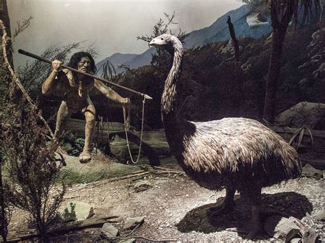 First Polynesian Arrivals in Aotearoa | LEARNZ