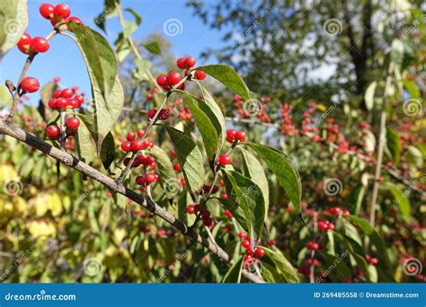 Azure Blue Sky And Branches Of Amur Honeysuckle With Red Berries In