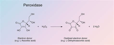 Peroxidase - Worthington Enzyme Manual | Worthington Biochemical