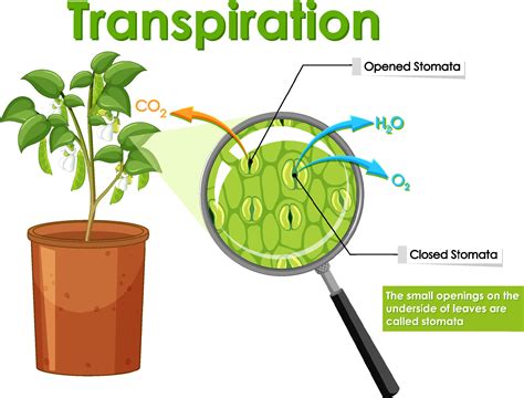 diagrama que muestra la transpiración en la planta 7141697 Vector en