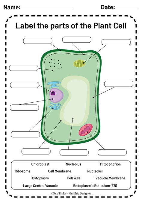 Biology End Of Year Exam Diagram Quizlet