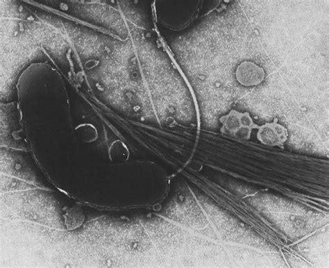 【地球生物全系列——从单细胞到人类】变形菌门—γ‐变形菌纲（下） 知乎