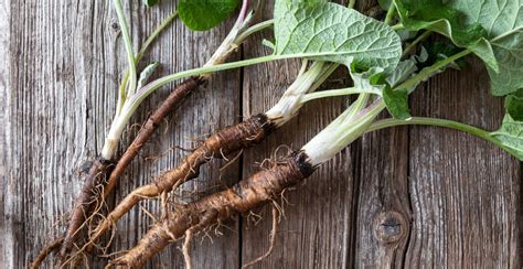 Top 14 Burdock Root Benefits for Your Health