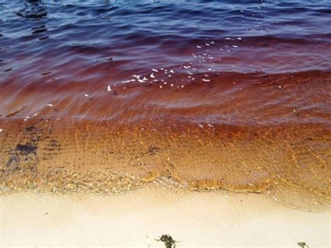 The water of Lake Ainsworth in Lennox Head NWS is a deep red due to tea tree oil - Photorator