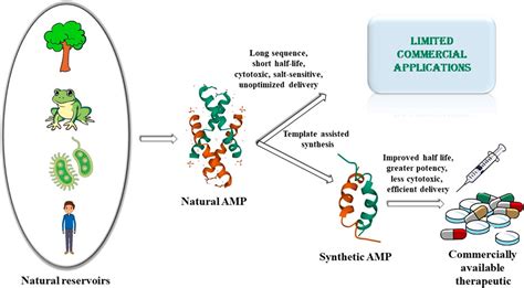 Frontiers Antimicrobial Peptides And Proteins From Natures