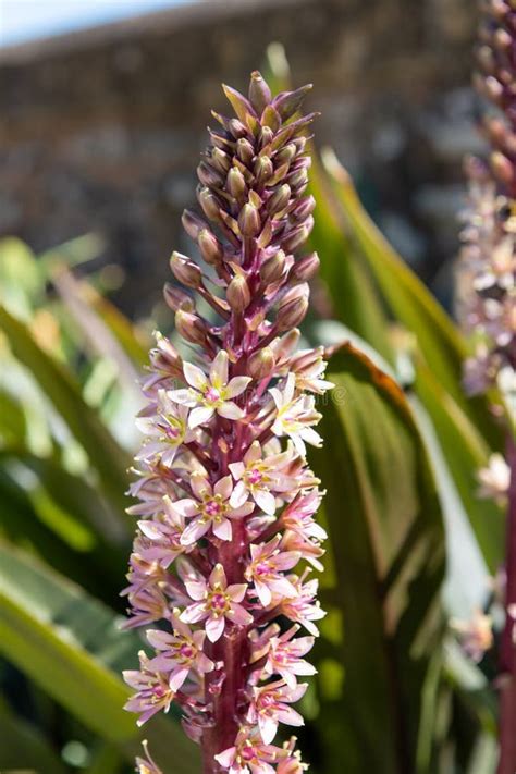 Pineapple Lily Eucomis Comosa Flowers Stock Photo Image Of Bloom