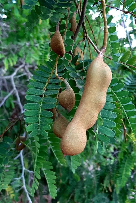 Tamarindus indica - Tamarind - Quinta dos Ouriques