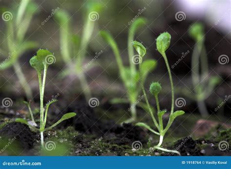 Arabidopsis Stock Photo Image Of Agriculture Genetics 1918764