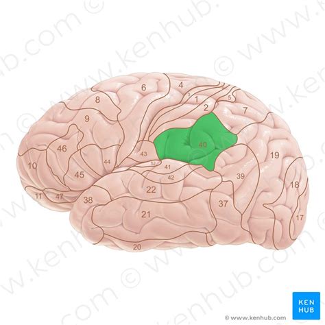 Brodmann S Areas