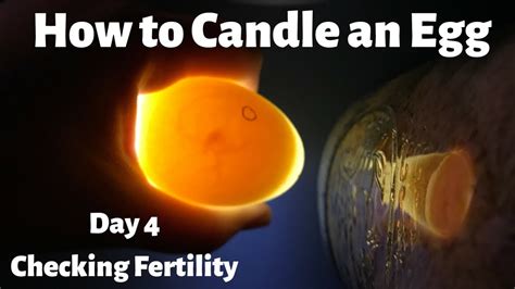 How To Candle An Egg Checking Fertility Of Duck Eggs Day 4 Youtube