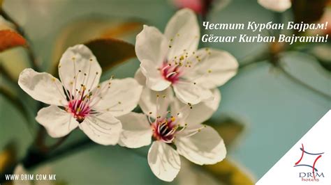Честит Курбан Бајрам до верниците од муслиманска веросиповед ...
