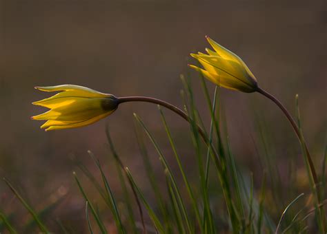 Блог Колибри: Flowers