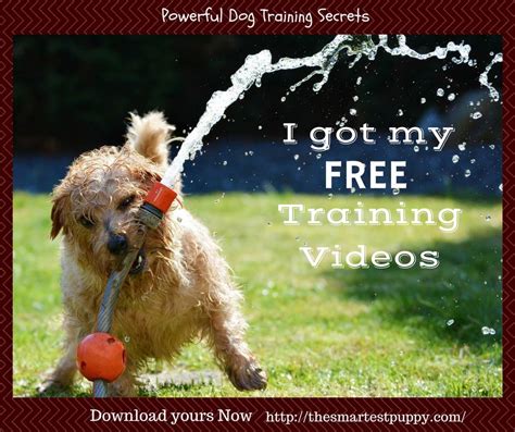 The Smartest Puppy In The Toolbox