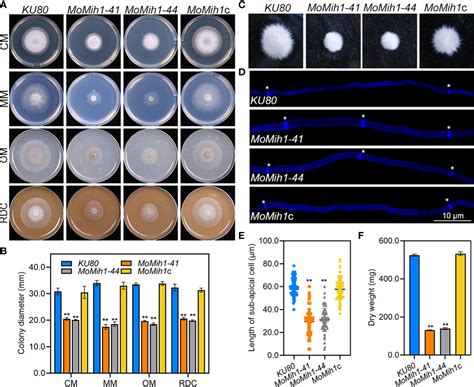 Frontiers Momih1 Is Indispensable For Asexual Development Cell Wall