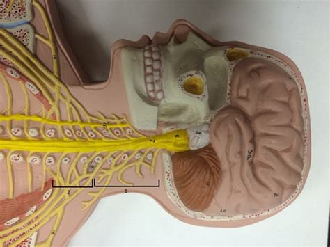 Nerve Model Flashcards Quizlet