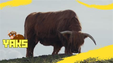 YAKS - YouTube