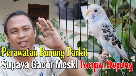 CARA MERAWAT PARKIT AGAR GACOR PERAWATAN BURUNG PARKIT AGAR CEPAT