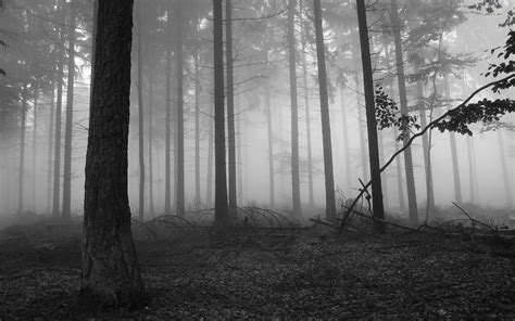 Fondos De Pantalla Luz De Sol Árboles Bosque Hojas Monocromo Naturaleza Césped Invierno