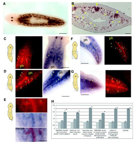 Expression Of Some Selected Genes Downregulated By High Dose X Ray