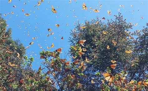 Viaje A Los Santuarios De La Mariposa Monarca En Michoacán Dimension