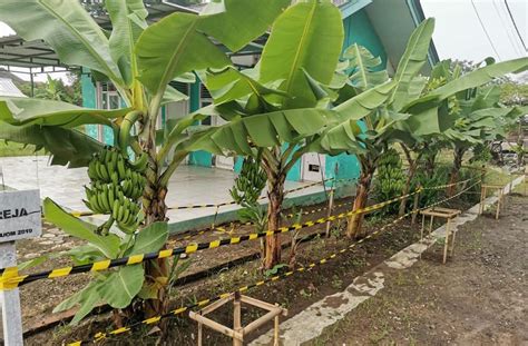 Juru Tani Pisang Pendek Tinggi 1 Meter