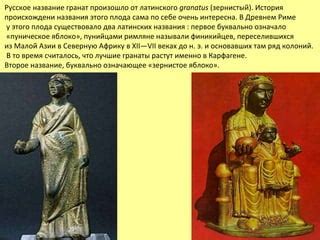 гранат даутова олеся | PPT