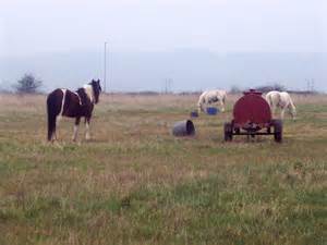 Tethered Ponies Near Odstock Hospital Maigheach Gheal Cc By Sa 2 0