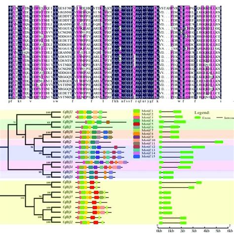 Multiple Alignment Phylogenetic Tree Conserved Motifs And Gene Download Scientific Diagram