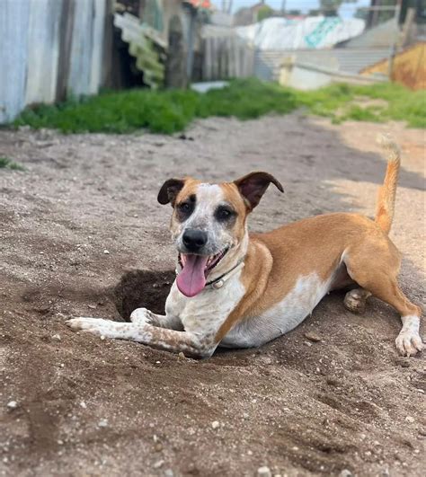 Canil da Aroeira Associação Os Amigos dos Animais