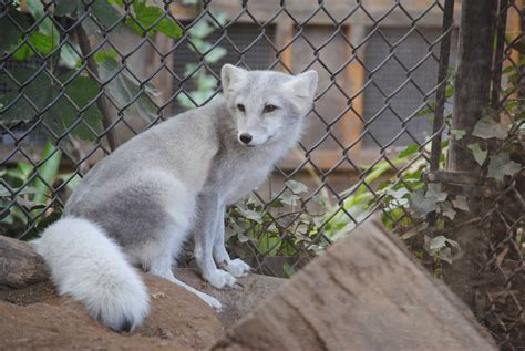 Arctic Fox Zoochat