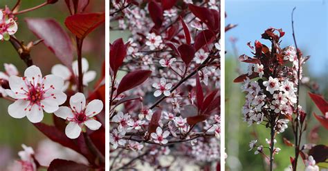 Purple Leaf Sand Cherry Care How To Plant Grow And Help Them Thrive