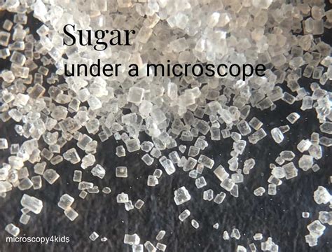 How to observe sugar under a microscope? Sugar and artificial sweetener - Microscopy4kids