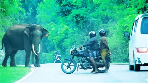 The Wild Tusk Elephant Tried To Attack The Vehicles On The Main Road Youtube