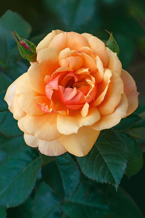 How To Grow Hybrid Tea Roses In Your Garden Hybrid Tea Roses Tea