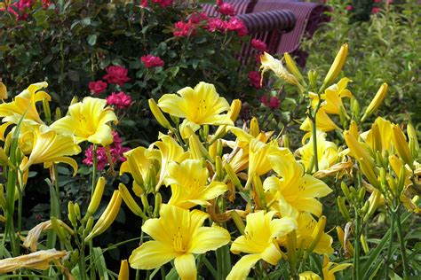 Bright Yellow Daylily Plants In Front Of Red Knockout Roses Great