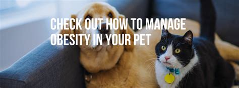 Check Out How To Manage Obesity In Your Pet — Healthy Animals 4ever