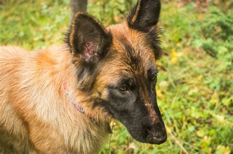 Belgian Malinois Mix: A Blend of Beauty & Brains