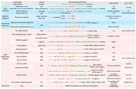 Cancers Free Full Text Proteins From The Dna Damage Response