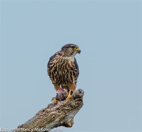 Photographing Merlin Falcons – Birds Feasting on Birds | Welcome to
