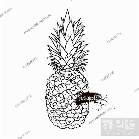 Image Of Pineapple Fruit Vector Black And White Illustration Stock Vector Vector And Low