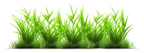 Grass Texture PNGs for Free Download