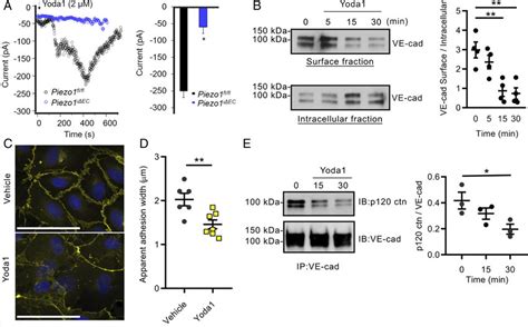 Activation Of Piezo1 Disrupts VE Cadherin Junctions In EC Monolayers