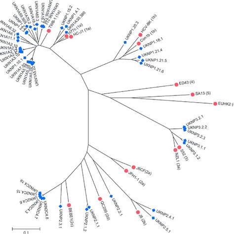 Maximum Likelihood Molecular Phylogenetic Analysis Of Hcv E E