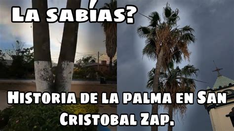 La Incre Ble Historia De La Palma En San Crist Bal Zapotitl N Youtube