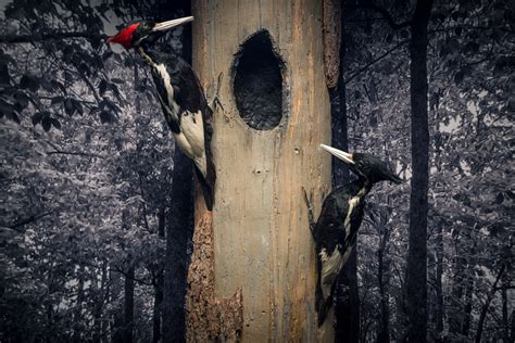 Is The Ivory Billed Woodpecker Extinct Cnn