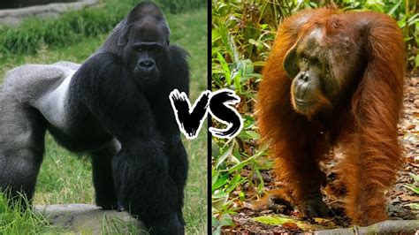 Gorilla Vs Orangutan Who Would Win In This Ultimate Ape Showdown