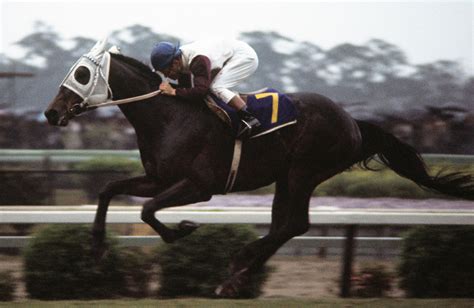 ハイセイコー｜名馬メモリアル｜競馬情報ならjra Van